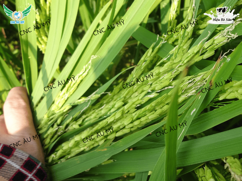 Lem lép hạt là gì? Nguyên nhân, dấu hiệu và cách phòng trị hiệu quả