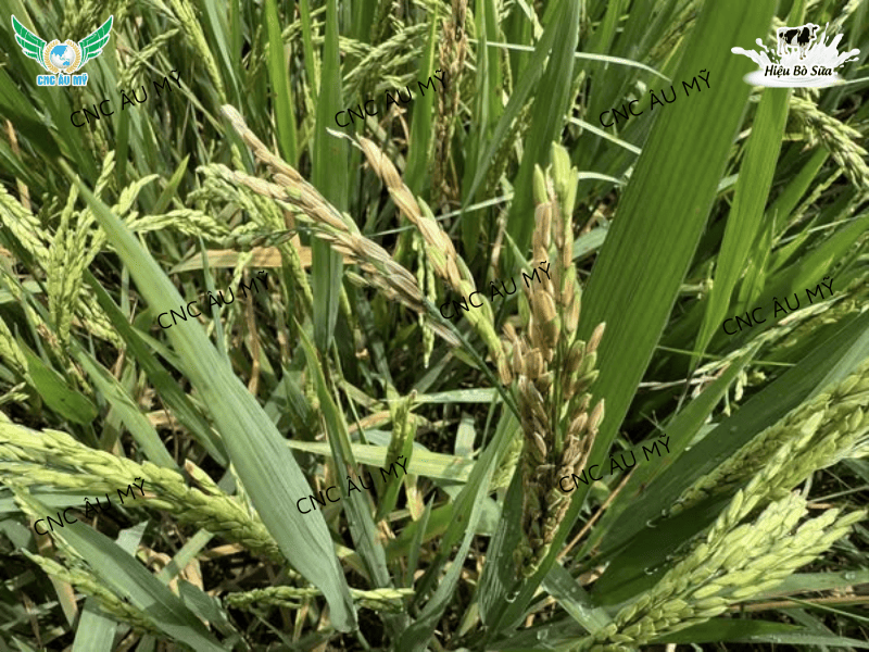 Lem lép hạt là gì? Nguyên nhân, dấu hiệu và cách phòng trị hiệu quả