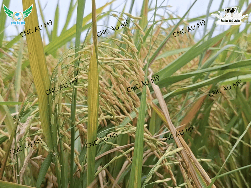 Bệnh vàng lá chín sớm trên lúa nguyên nhân và cách phòng trị