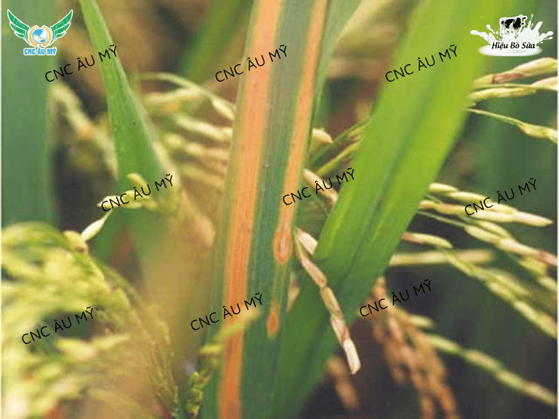 Bệnh vàng lá chín sớm trên lúa nguyên nhân và cách phòng trị