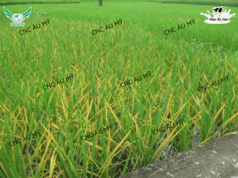 Bệnh vàng lá chín sớm trên lúa nguyên nhân và cách phòng trị