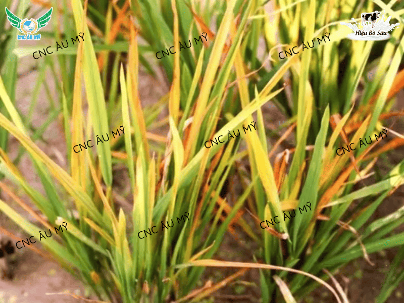 BỆNH VÀNG LÙN, LÙN XOẮN LÁ TRÊN LÚA  