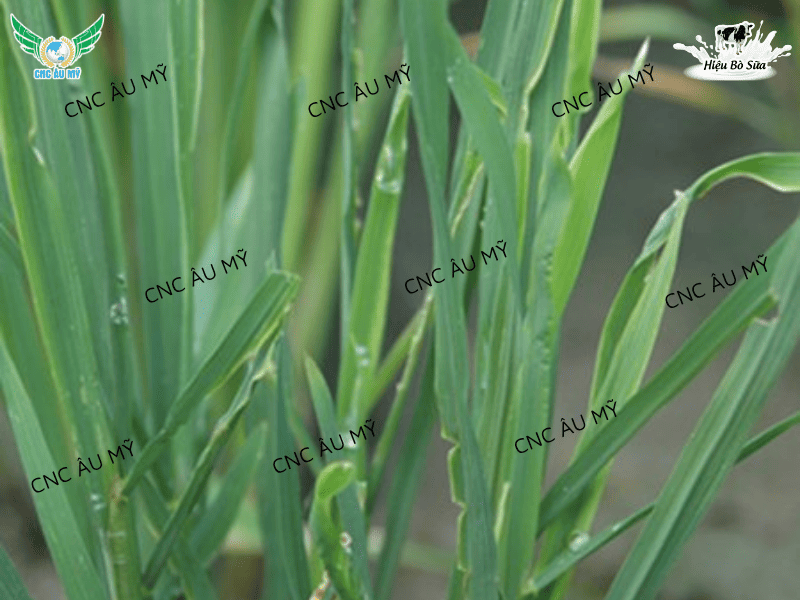 BỆNH VÀNG LÙN, LÙN XOẮN LÁ TRÊN LÚA  