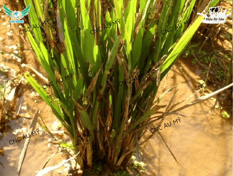 BỆNH VÀNG LÙN, LÙN XOẮN LÁ TRÊN LÚA  