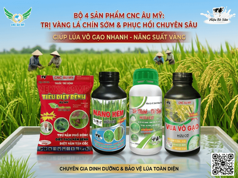 Bệnh vàng lá chín sớm trên lúa nguyên nhân và cách phòng trị
