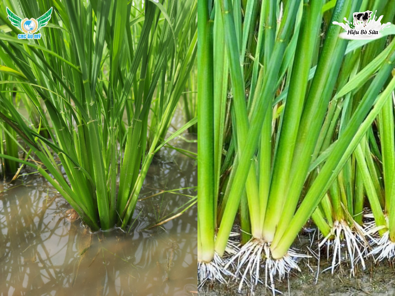 CỨNG CÂY HỮU CƠ - CHỐNG CHỌI THỜI TIẾT BẤT LỢI