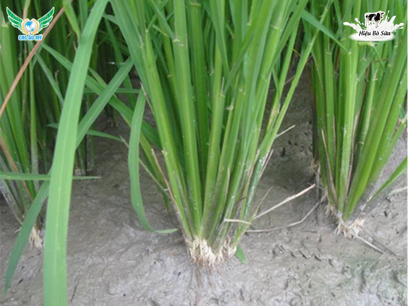 CỨNG CÂY HỮU CƠ - CHỐNG CHỌI THỜI TIẾT BẤT LỢI