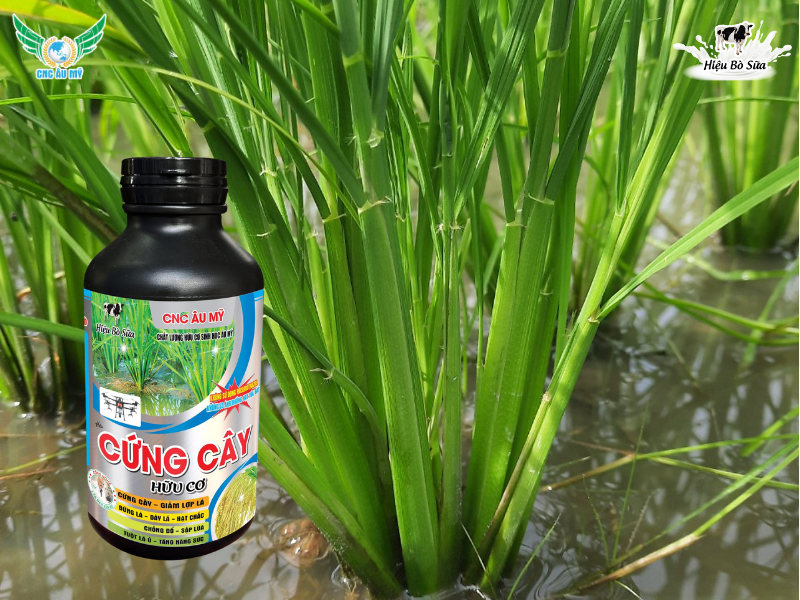 CỨNG CÂY HỮU CƠ - CHỐNG CHỌI THỜI TIẾT BẤT LỢI
