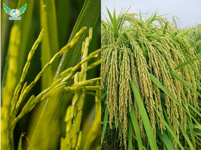 DINH DƯỠNG GIAI ĐOẠN LÚA LÀM ĐÒNG