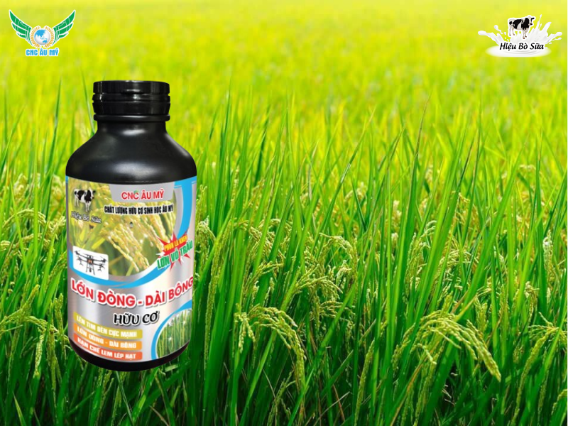 DINH DƯỠNG GIAI ĐOẠN LÚA LÀM ĐÒNG