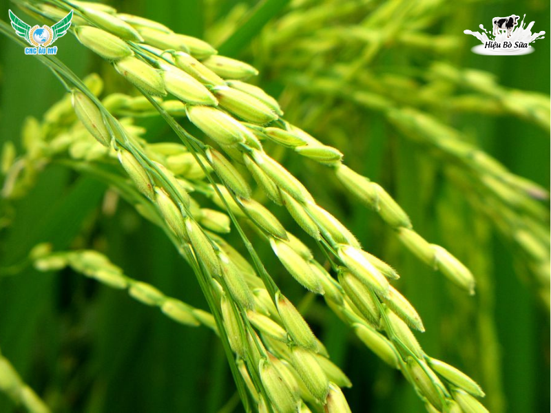 DINH DƯỠNG SAU TRỔ GIA TĂNG NĂNG SUẤT 