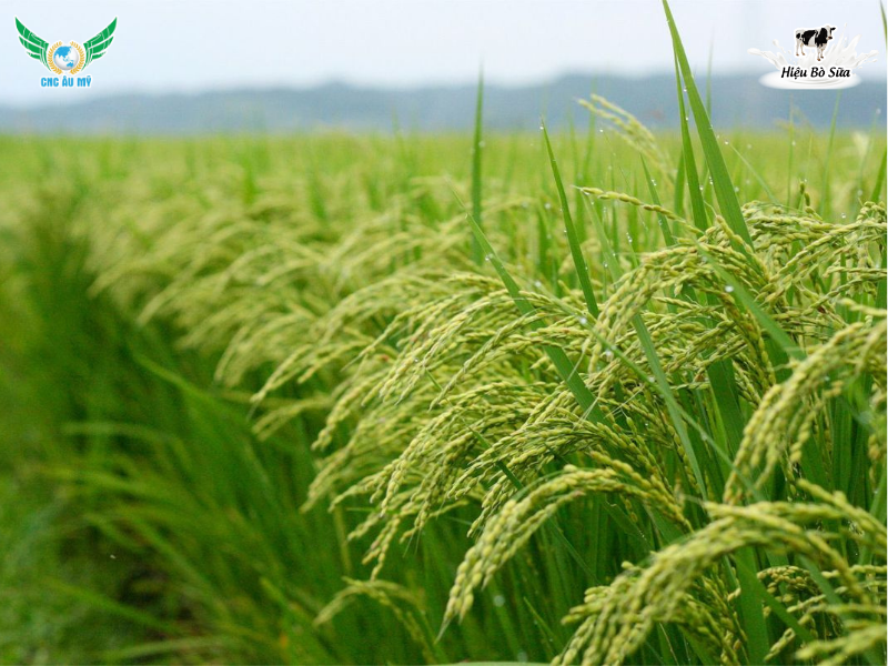 DINH DƯỠNG SAU TRỔ GIA TĂNG NĂNG SUẤT 