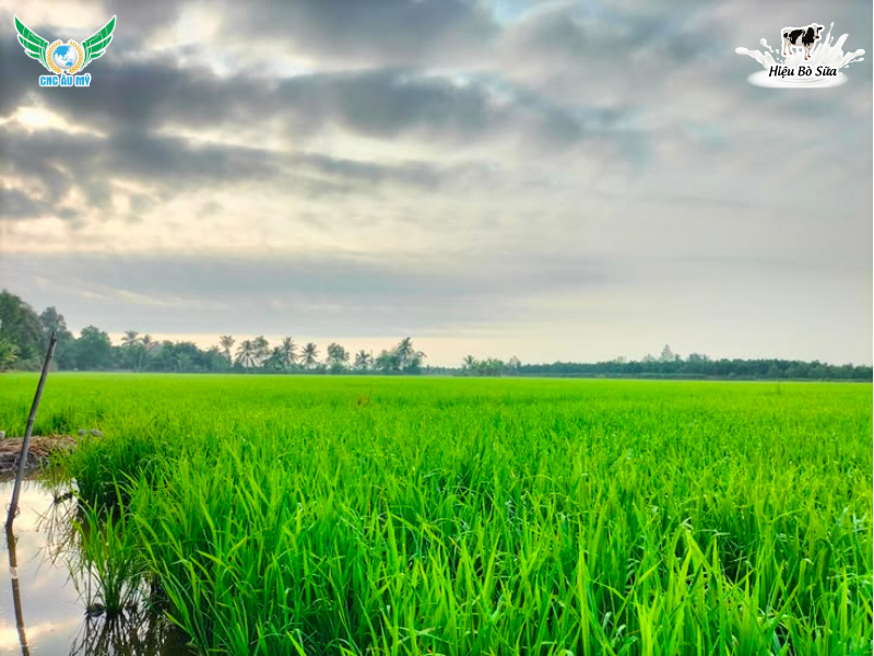 GIẢI PHÁP TĂNG CHỒI HỮU HIỆU GIA TĂNG NĂNG SUẤT