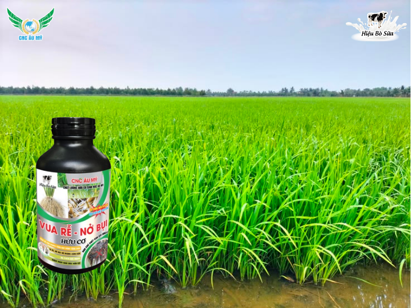 GIẢI PHÁP TĂNG CHỒI HỮU HIỆU GIA TĂNG NĂNG SUẤT