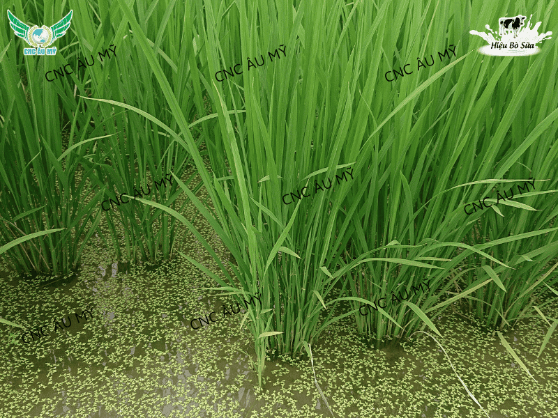 Giải pháp tăng chồi hữu hiệu tối đa bằng sản phẩm sinh học 