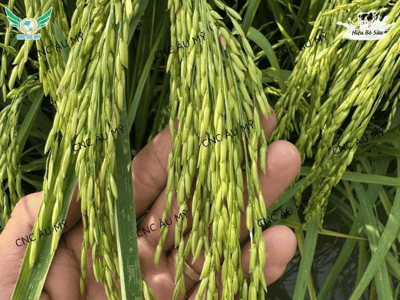 Giải pháp tăng chồi hữu hiệu tối đa bằng sản phẩm sinh học 