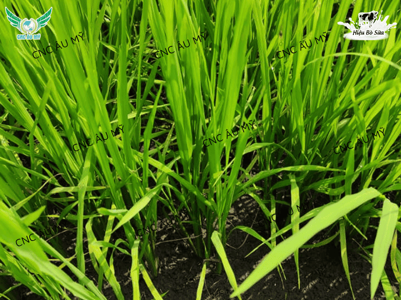 Giải pháp tăng chồi hữu hiệu tối đa bằng sản phẩm sinh học 