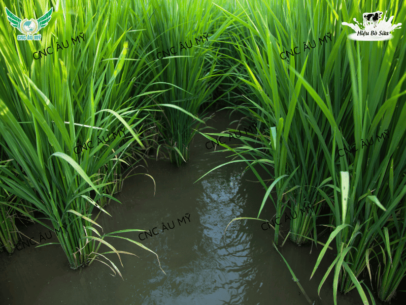 Giải pháp tăng chồi hữu hiệu tối đa bằng sản phẩm sinh học 