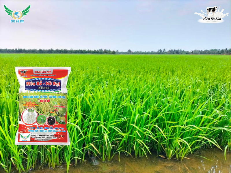 GIẢI PHÁP TĂNG CHỒI HỮU HIỆU GIA TĂNG NĂNG SUẤT