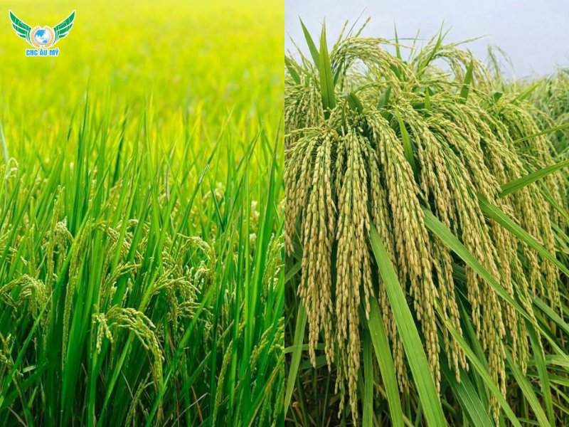 GIAI ĐOẠN CONG TRÁI ME PHUN GÌ GIÚP GIA TĂNG NĂNG SUẤT TIẾT KIỆM CHI PHÍ