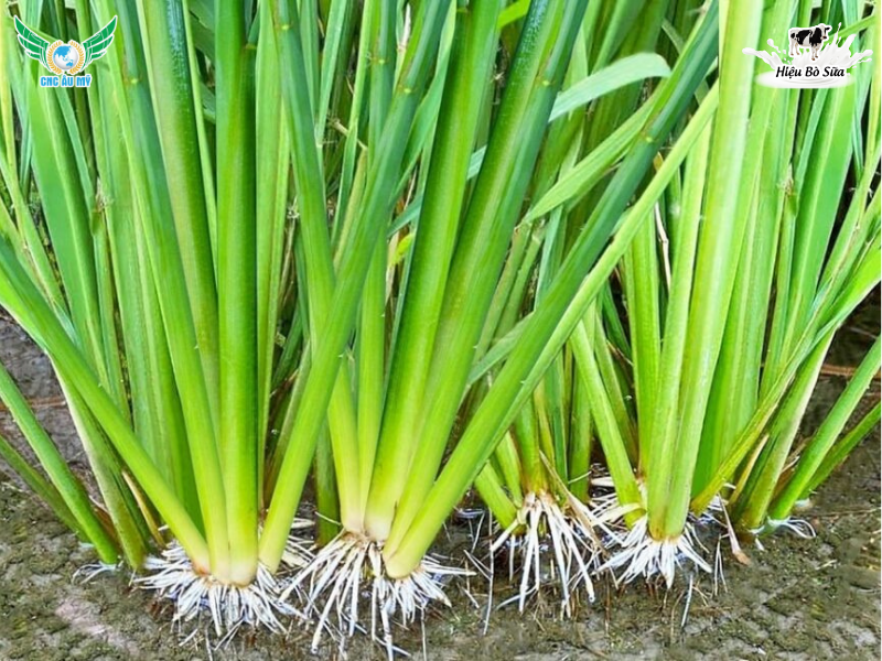 KỸ THUẬT NUÔI CHỒI - ĐÒNG TO KHỎE