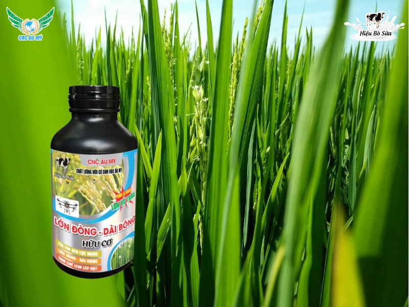 KỸ THUẬT NUÔI CHỒI - ĐÒNG TO KHỎE