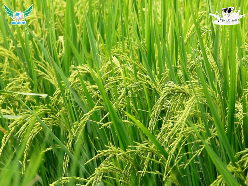 KỸ THUẬT CHĂM LÁ ĐÒNG GIA TĂNG NĂNG SUẤT