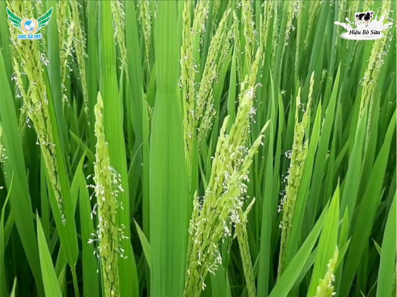 KỸ THUẬT CHĂM LÁ ĐÒNG GIA TĂNG NĂNG SUẤT