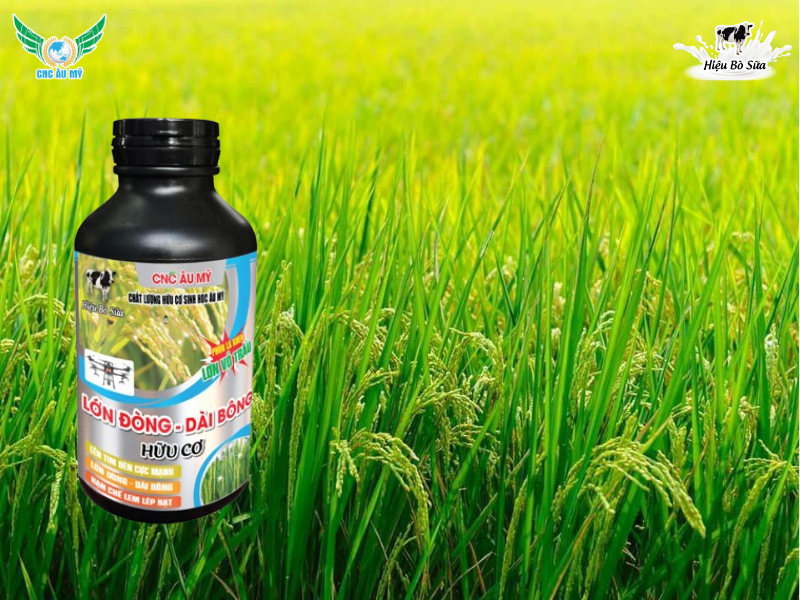 KỸ THUẬT CHĂM LÁ ĐÒNG GIA TĂNG NĂNG SUẤT