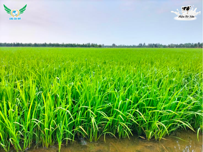 VÌ SAO LÚA HÈ THU ĐẺ NHÁNH KÉM NGUYÊN NHÂN VÀ GIẢI PHÁP