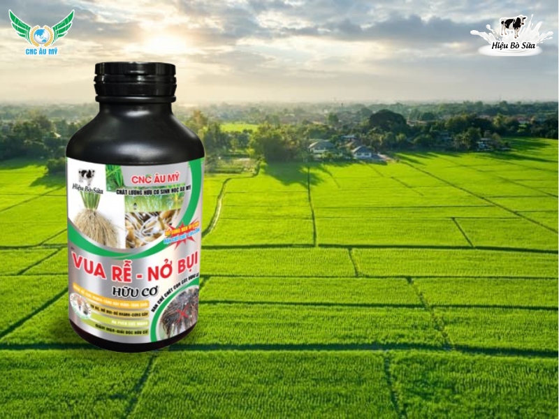 VÌ SAO LÚA HÈ THU ĐẺ NHÁNH KÉM NGUYÊN NHÂN VÀ GIẢI PHÁP