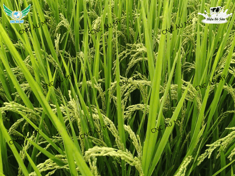 Kỹ thuật xử lý lúa lộn lúa ma trên đồng ruộng bằng biện pháp sinh học