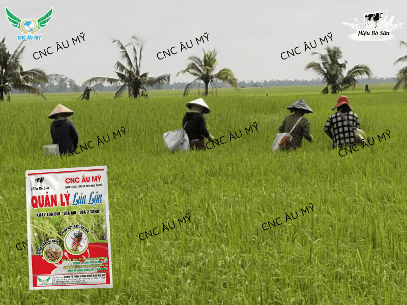 Lúa lộn lúa ma - Cách kiểm soát lúa lộn lúa ma trên đồng ruộng 