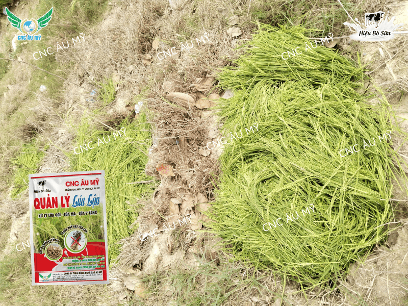 Lúa lộn lúa ma - Cách kiểm soát lúa lộn lúa ma trên đồng ruộng 