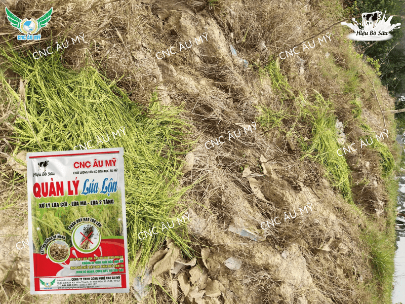 Lúa lộn lúa ma - Cách kiểm soát lúa lộn lúa ma trên đồng ruộng 