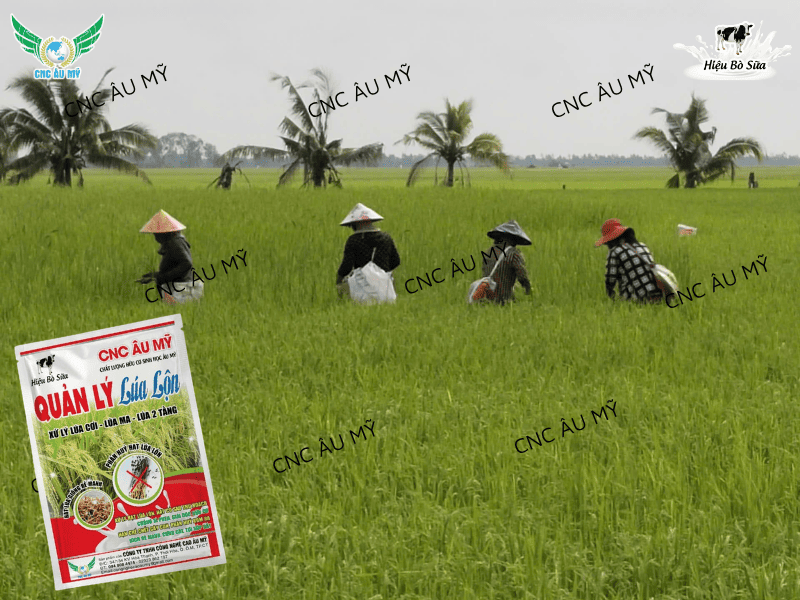 Lúa lộn lúa ma - Cách kiểm soát lúa lộn lúa ma trên đồng ruộng 