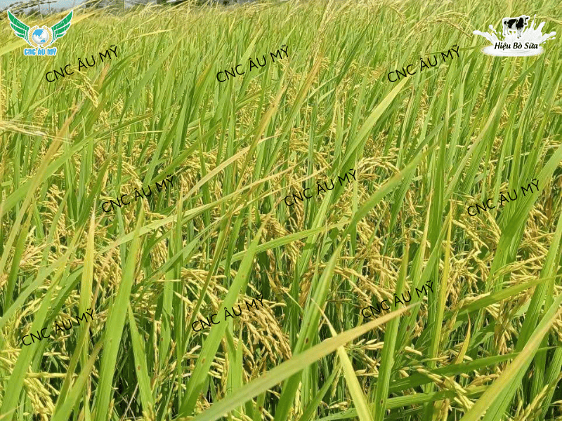 Kỹ thuật xử lý lúa lộn lúa ma trên đồng ruộng bằng biện pháp sinh học