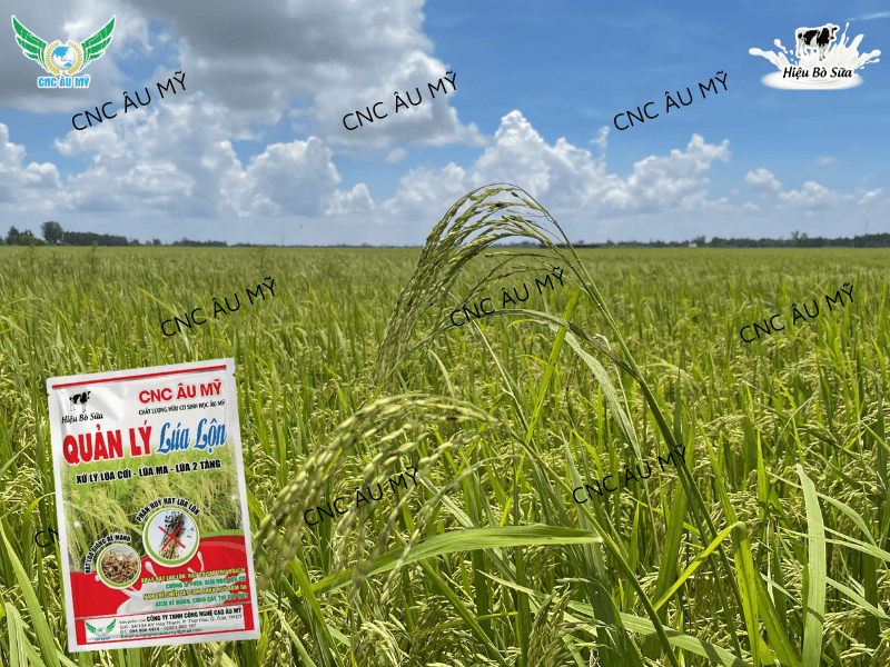 Lúa lộn lúa ma - Cách kiểm soát lúa lộn lúa ma trên đồng ruộng 