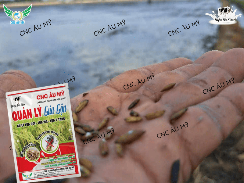 Kỹ thuật xử lý lúa lộn lúa ma trên đồng ruộng bằng biện pháp sinh học