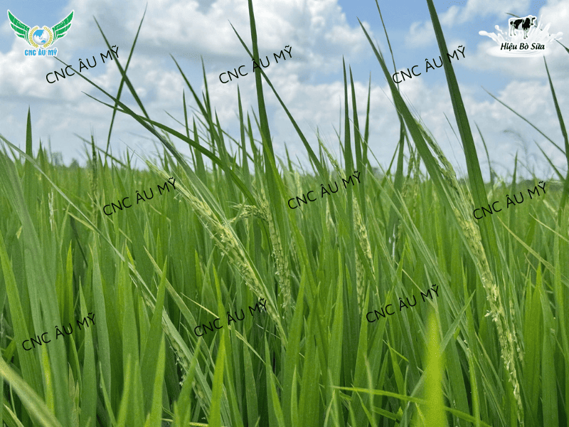 Kỹ thuật xử lý lúa lộn lúa ma trên đồng ruộng bằng biện pháp sinh học