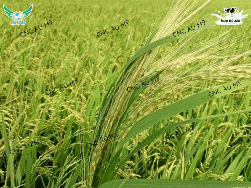 Kỹ thuật xử lý lúa lộn lúa ma trên đồng ruộng bằng biện pháp sinh học