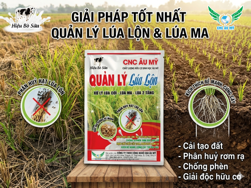 Kỹ thuật xử lý lúa lộn lúa ma trên đồng ruộng bằng biện pháp sinh học
