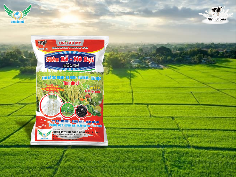 MẬT ĐỘ SẠ LÚA VỤ HÈ THU 2026 GIA TĂNG NĂNG SUẤT TIẾT KIỆM CHI PHÍ