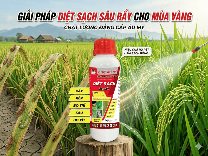 BỆNH VÀNG LÙN, LÙN XOẮN LÁ TRÊN LÚA  