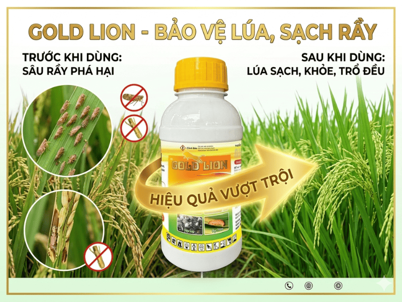 BỆNH VÀNG LÙN, LÙN XOẮN LÁ TRÊN LÚA  