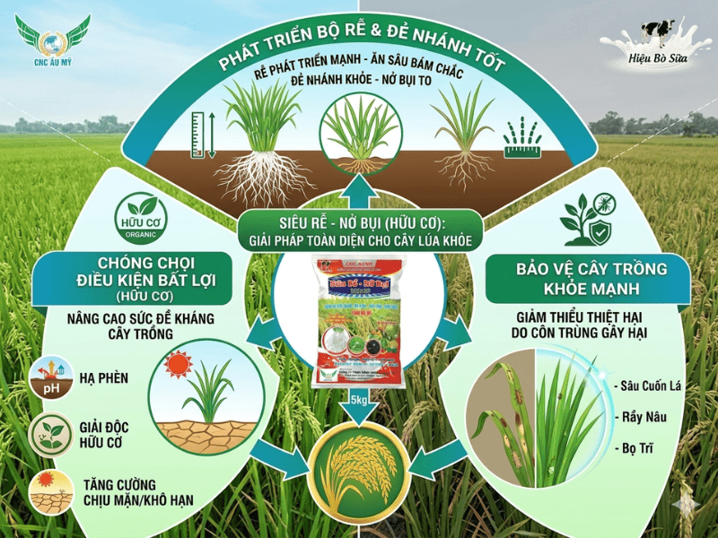BỆNH VÀNG LÙN, LÙN XOẮN LÁ TRÊN LÚA  