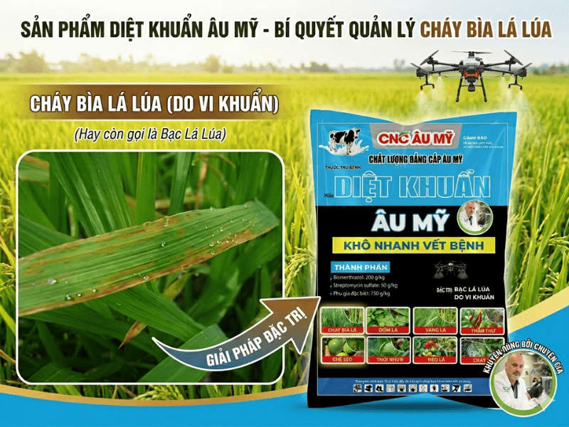 BỆNH CHÁY BÌA LÁ LÚA DO VI KHUẨN NGUYÊN NHÂN VÀ CÁCH PHÒNG TRỊ