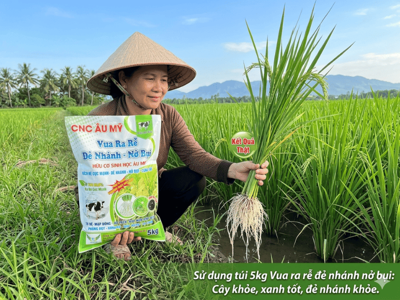 BỆNH CHÁY BÌA LÁ LÚA DO VI KHUẨN NGUYÊN NHÂN VÀ CÁCH PHÒNG TRỊ