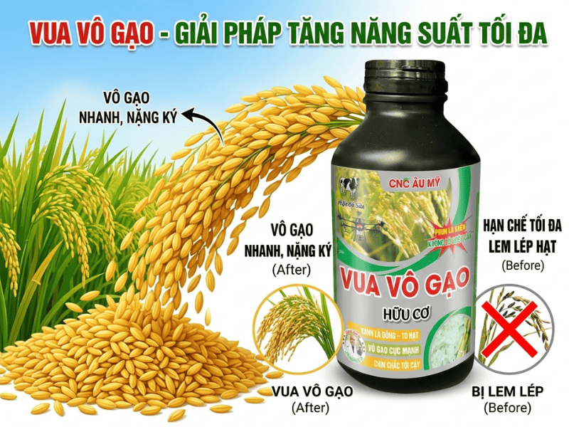 Lem lép hạt là gì? Nguyên nhân, dấu hiệu và cách phòng trị hiệu quả