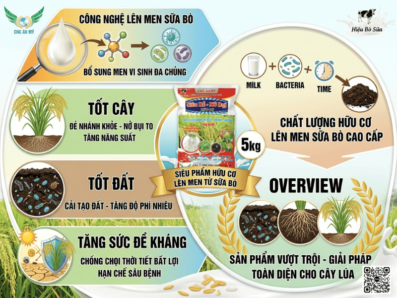 Bệnh vàng lá chín sớm trên lúa nguyên nhân và cách phòng trị